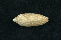 藏品(中華筆螺)的圖片